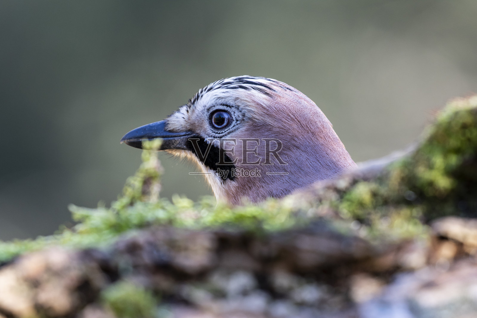 欧亚松鸦(Garrulus glarius)的选择性聚焦镜头照片摄影图片