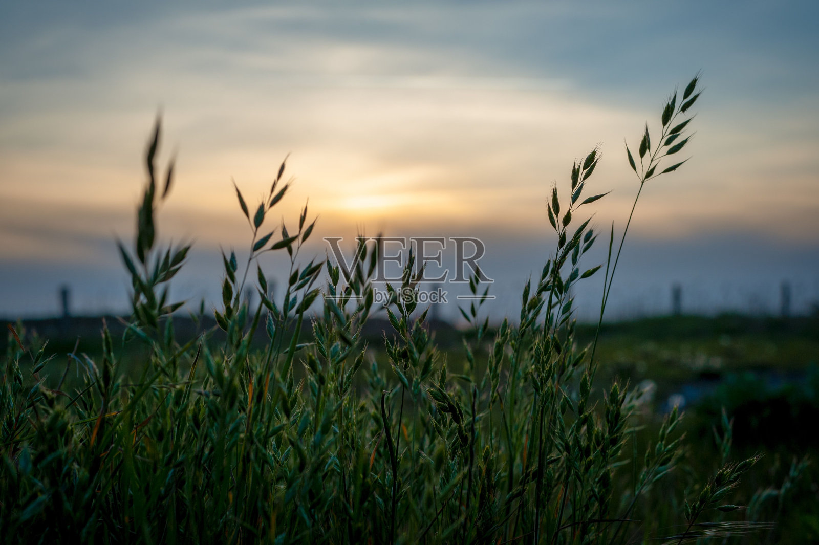 绿色的草地,背景是夕阳西下照片摄影图片