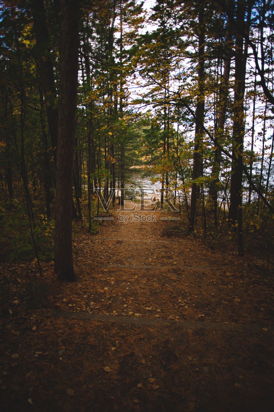 垂直拍摄的美丽的森林在加拿大安大略省照片摄影图片