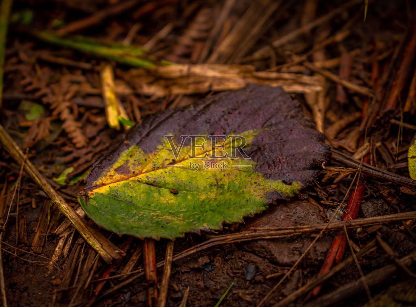 一张落在地上的枯叶特写照片摄影图片
