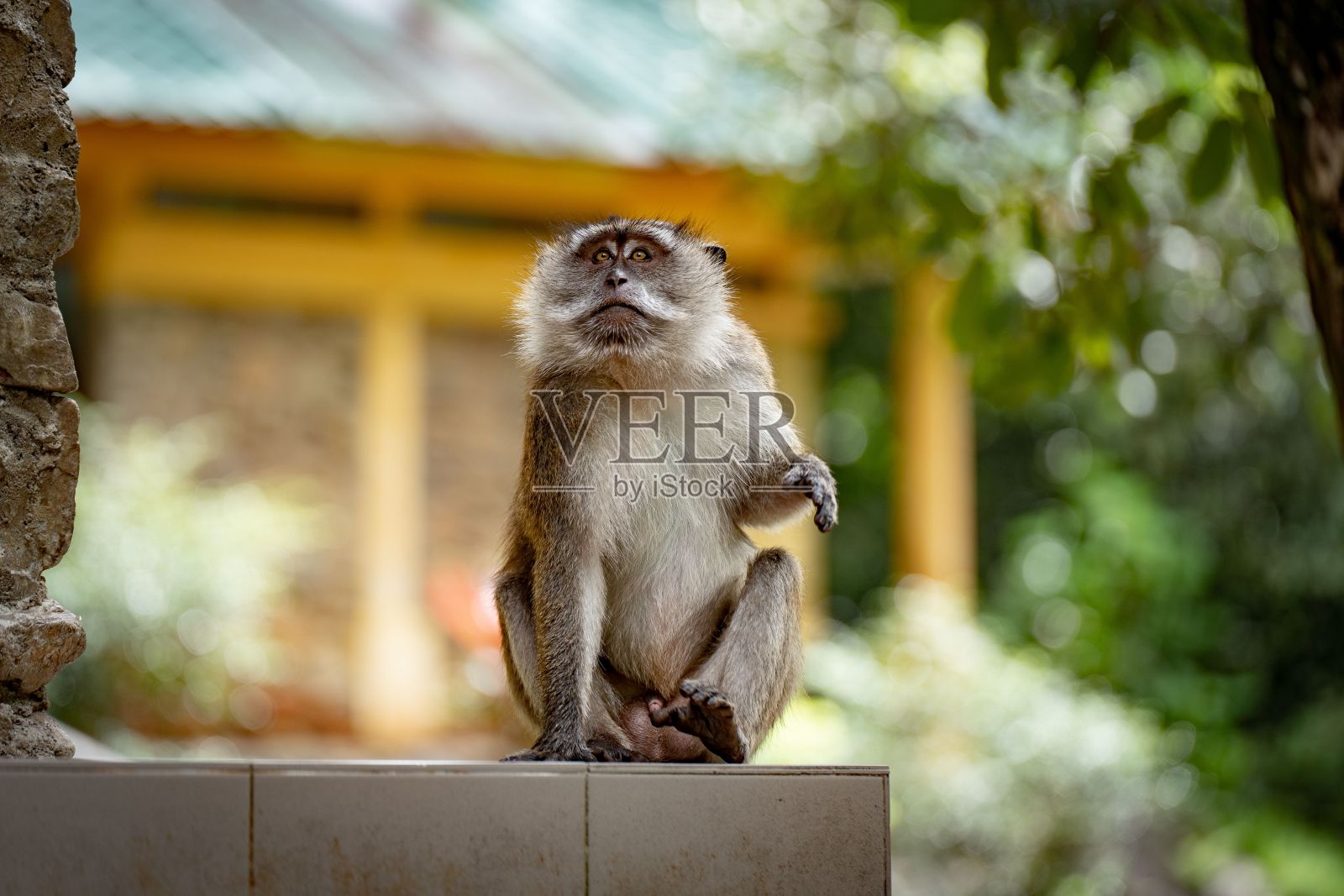 一只猴子正坐在石墙上看什么东西照片摄影图片