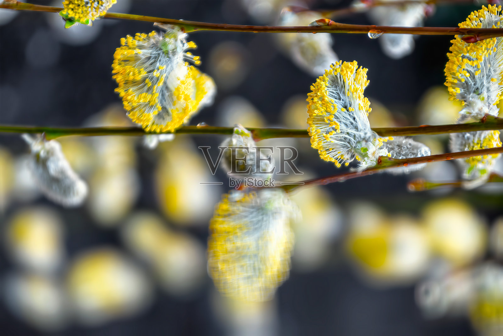 盛开的柳树,黄色的花朵开在细长的树枝上。模糊,软对焦选择性照片摄影图片