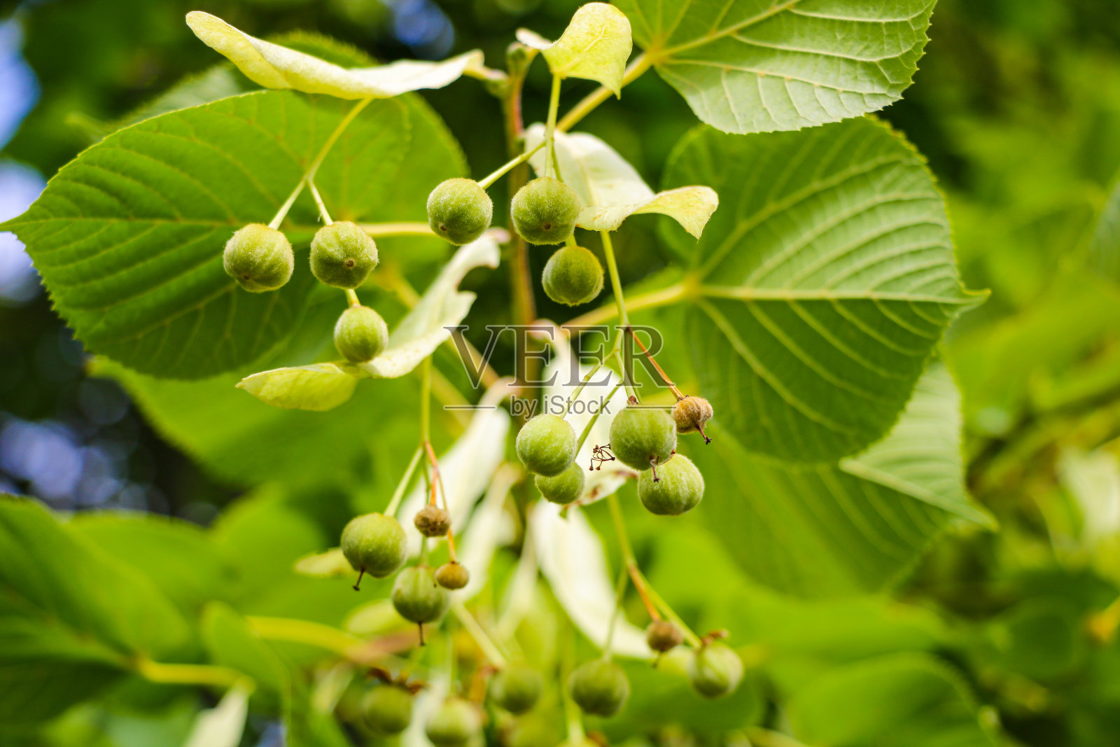 银杏树特写,大自然。照片摄影图片