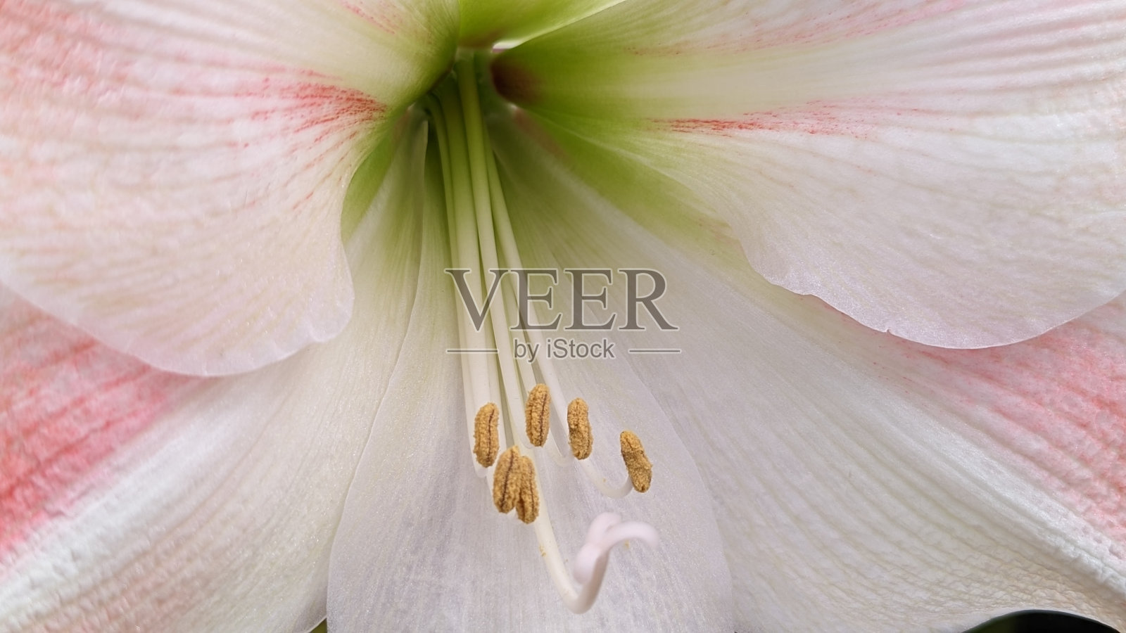 孤挺花照片摄影图片