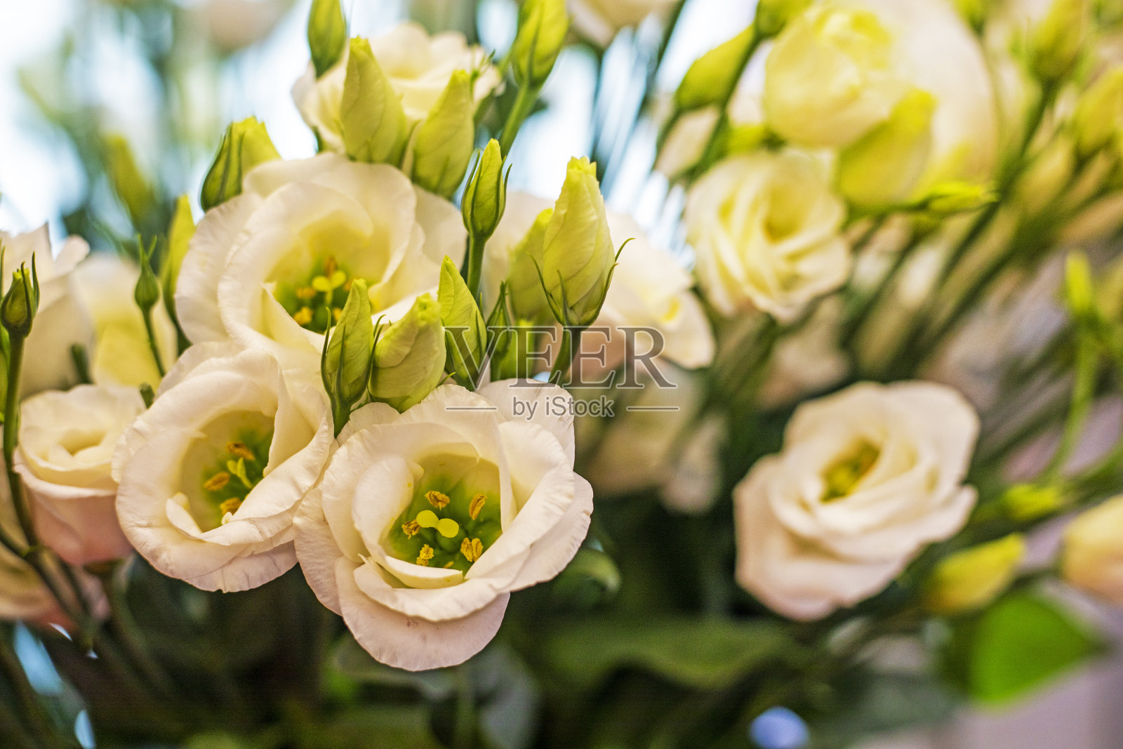 美丽的小白玫瑰盛开含苞,喜庆喜庆照片摄影图片