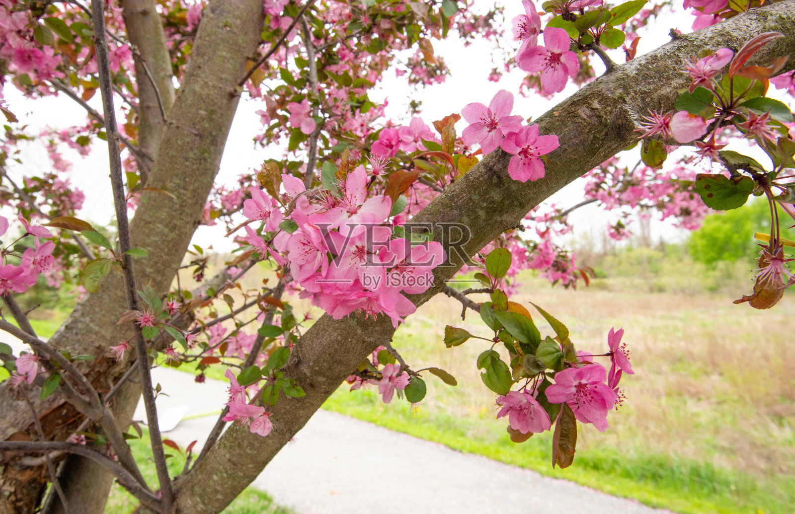 印第安纳州霍华德县,乡村公路旁美丽的樱桃树照片摄影图片