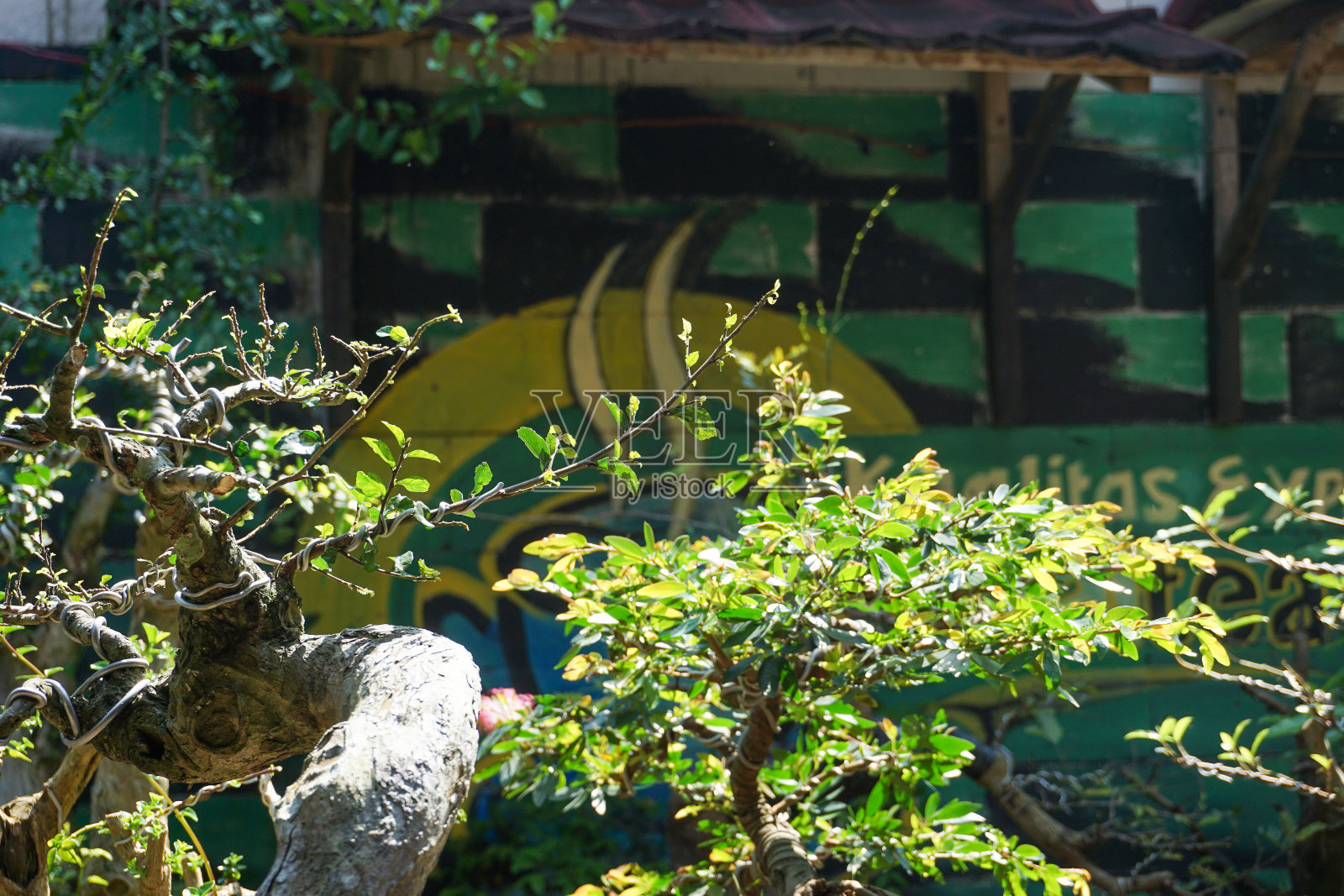 近距离拍摄的花卉照片,完美的背景照片摄影图片