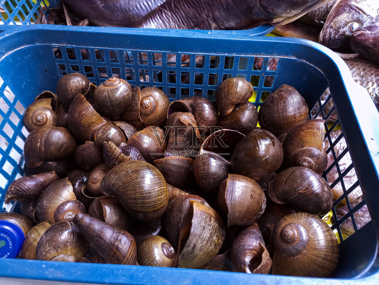 危地马拉中美洲市场海鲜区可食用蜗牛。照片摄影图片