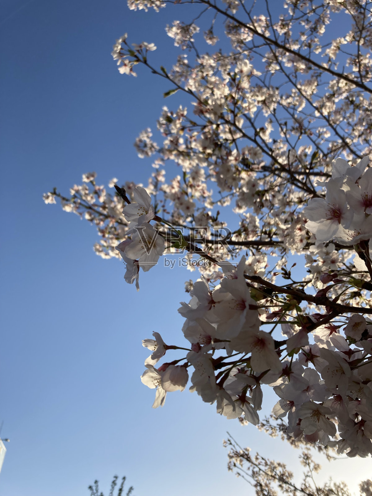 樱花是日本花照片摄影图片