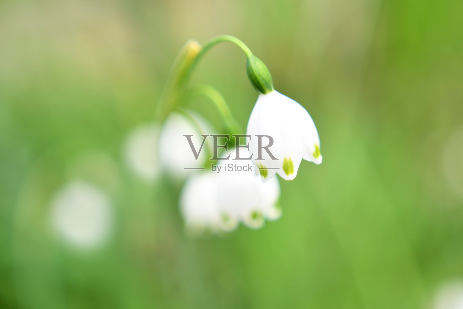 可爱的雪花花特写。照片摄影图片