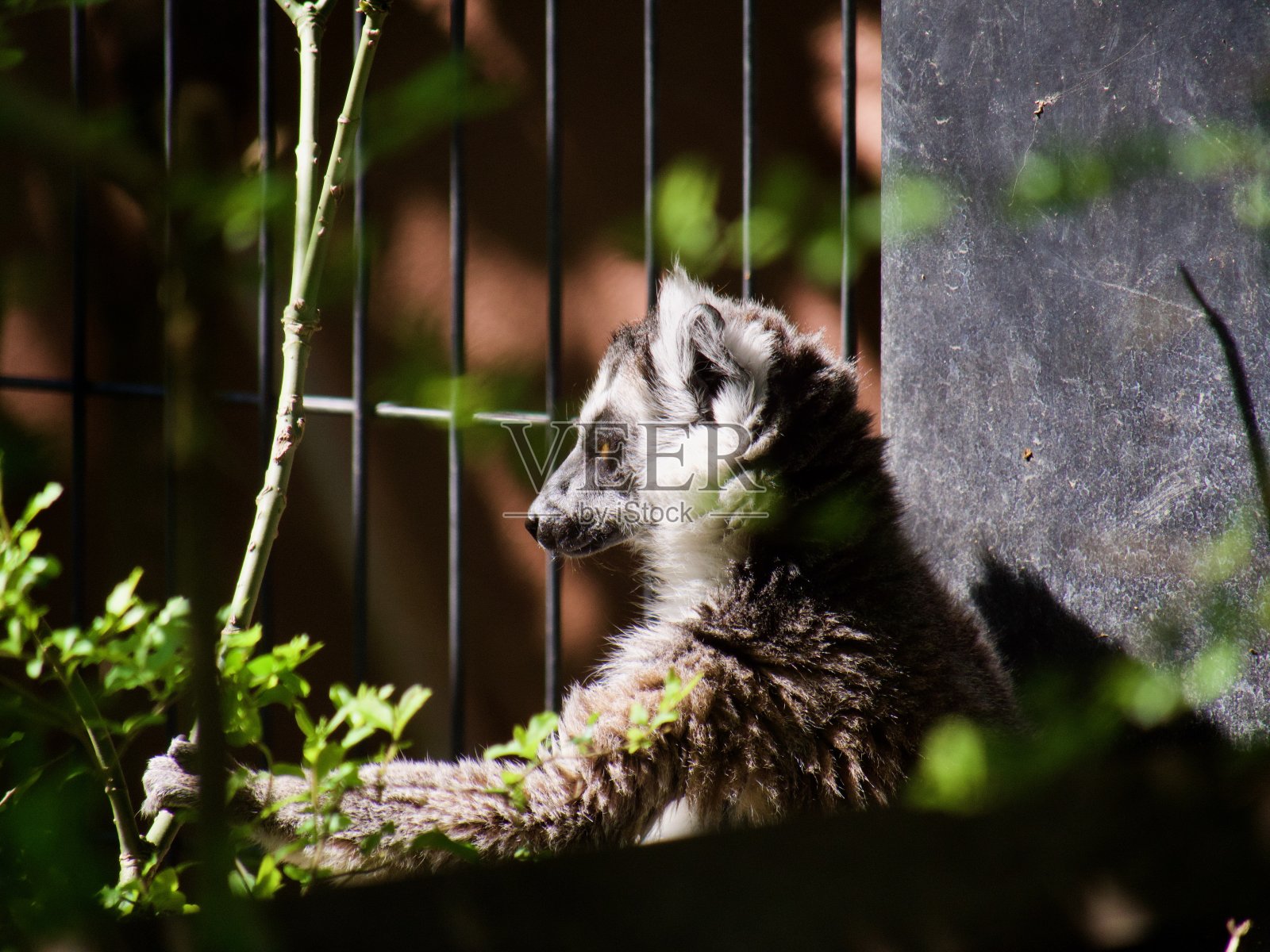 考虑狐猴照片摄影图片