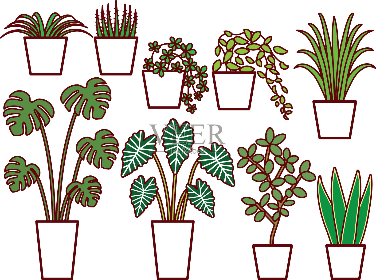 观叶植物插画图片素材