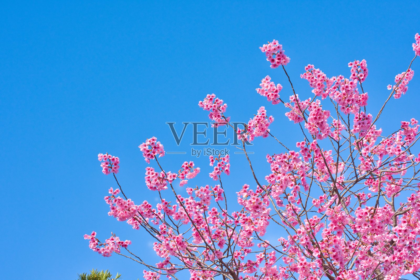 樱花盛开照片摄影图片