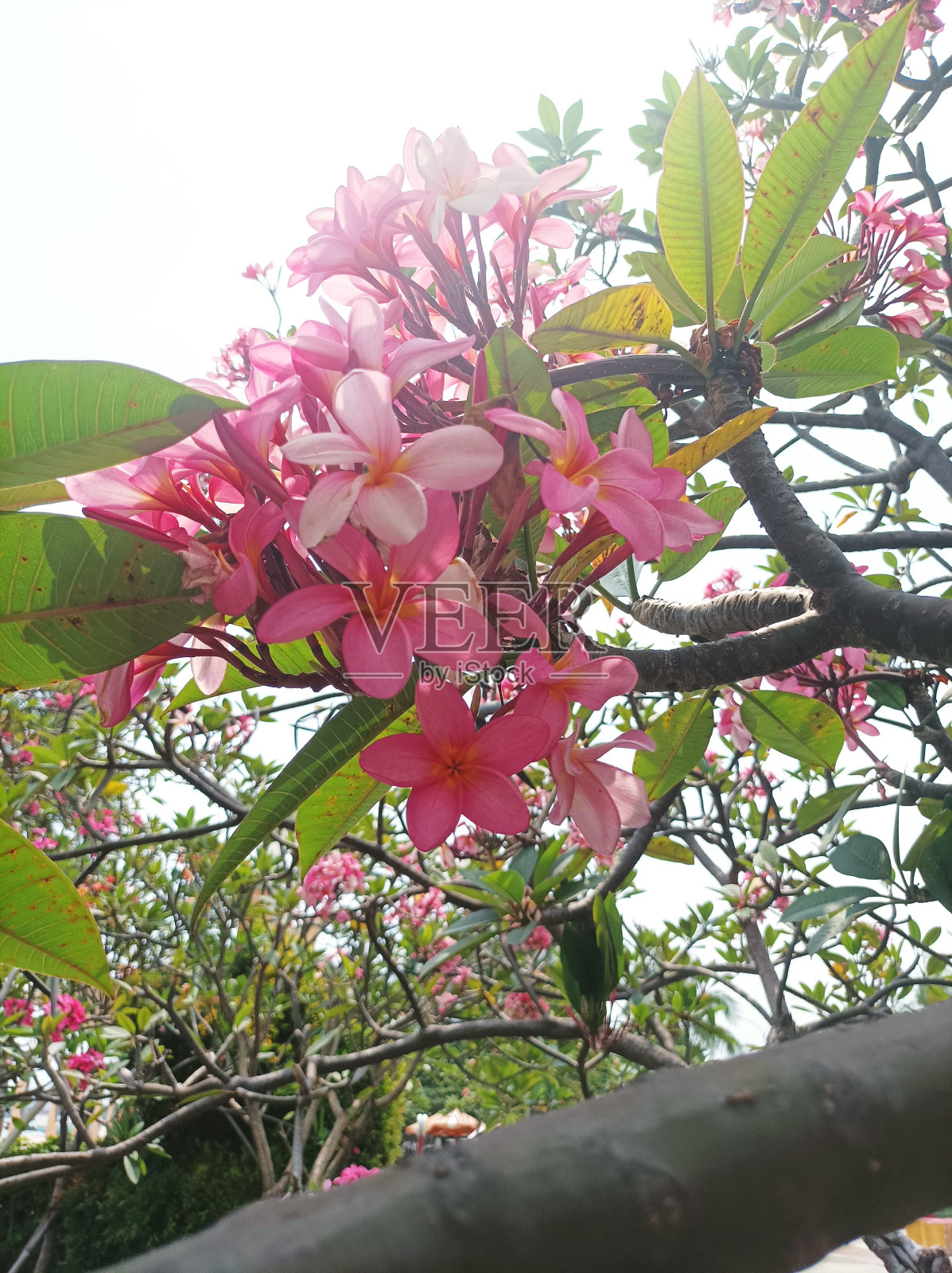 未指明的花照片摄影图片