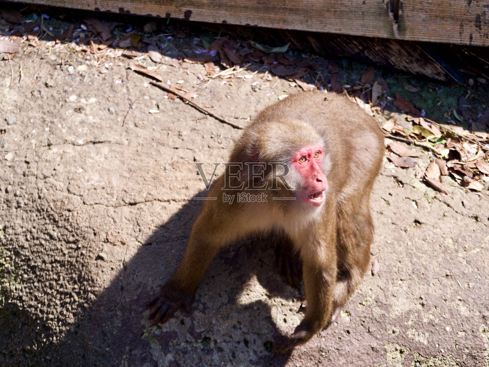 猕猴准备扑过来照片摄影图片