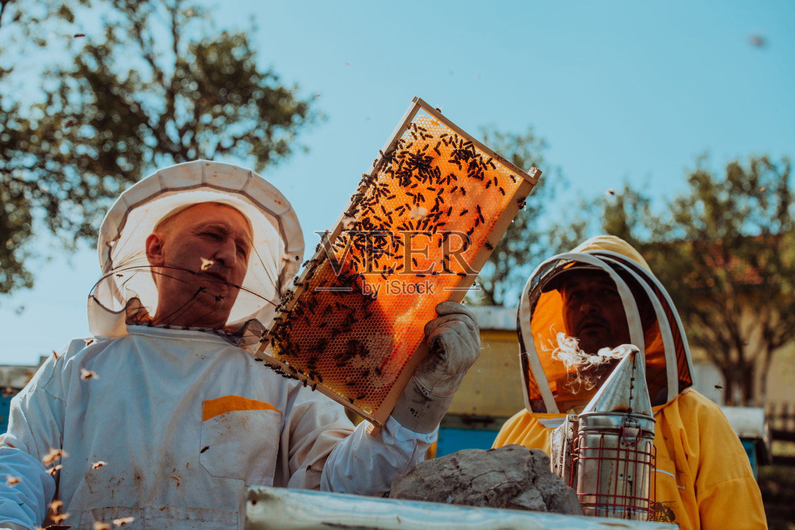 养蜂人在田野里检查蜂巢框架上的蜂蜜。小企业主在养蜂场。天然健康食品生产商在养蜂场与蜜蜂和蜂箱合作。照片摄影图片