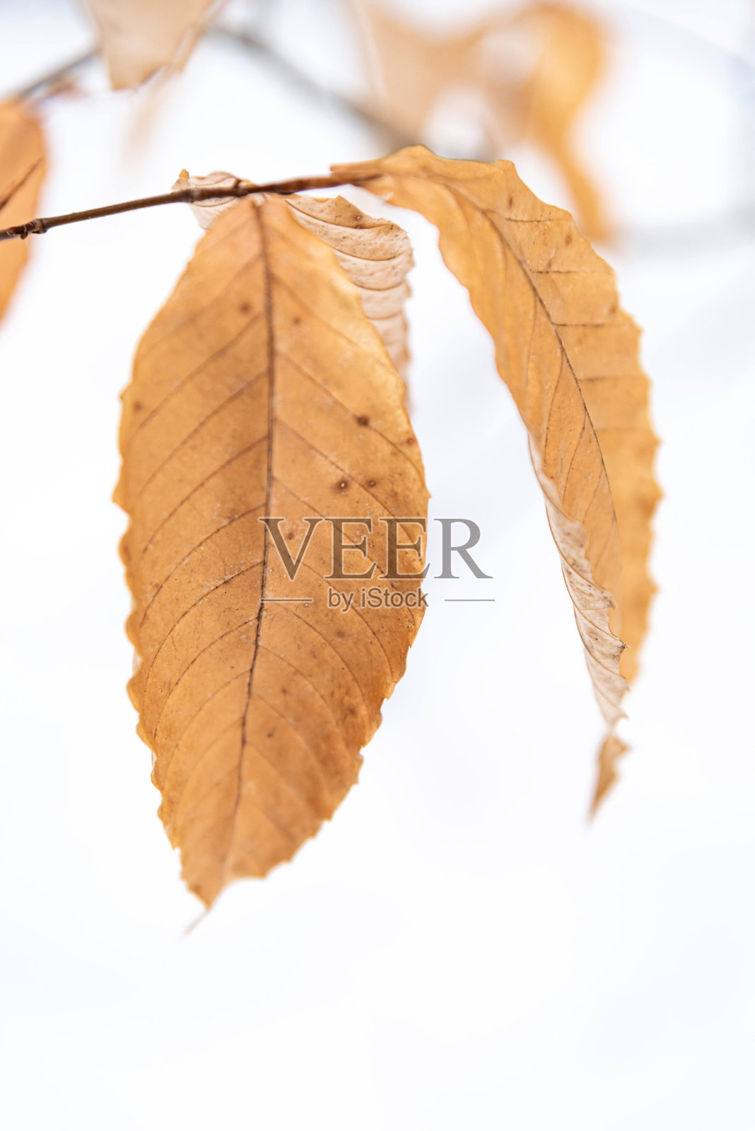 垂直拍摄的干燥秋叶在树枝上孤立的白色背景照片摄影图片