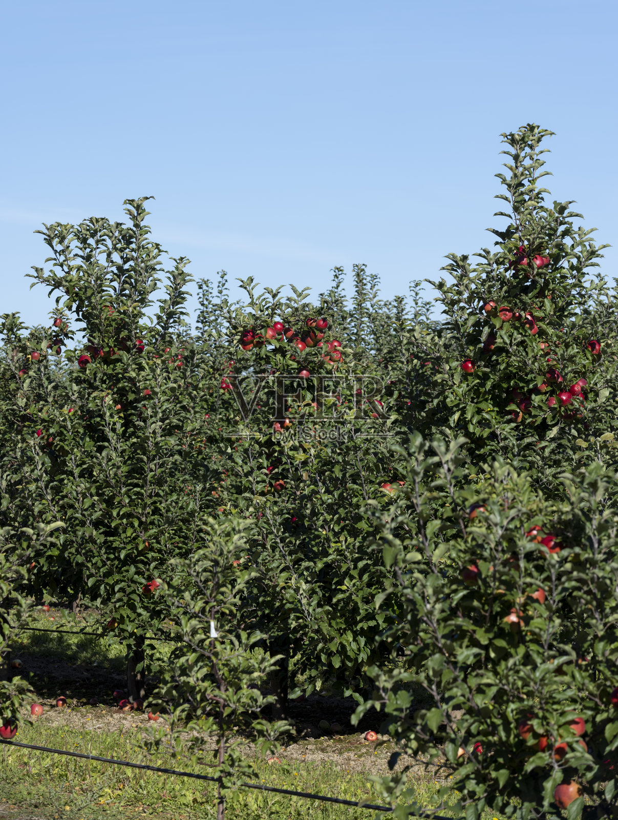 苹果园,红熟苹果挂在树枝上照片摄影图片