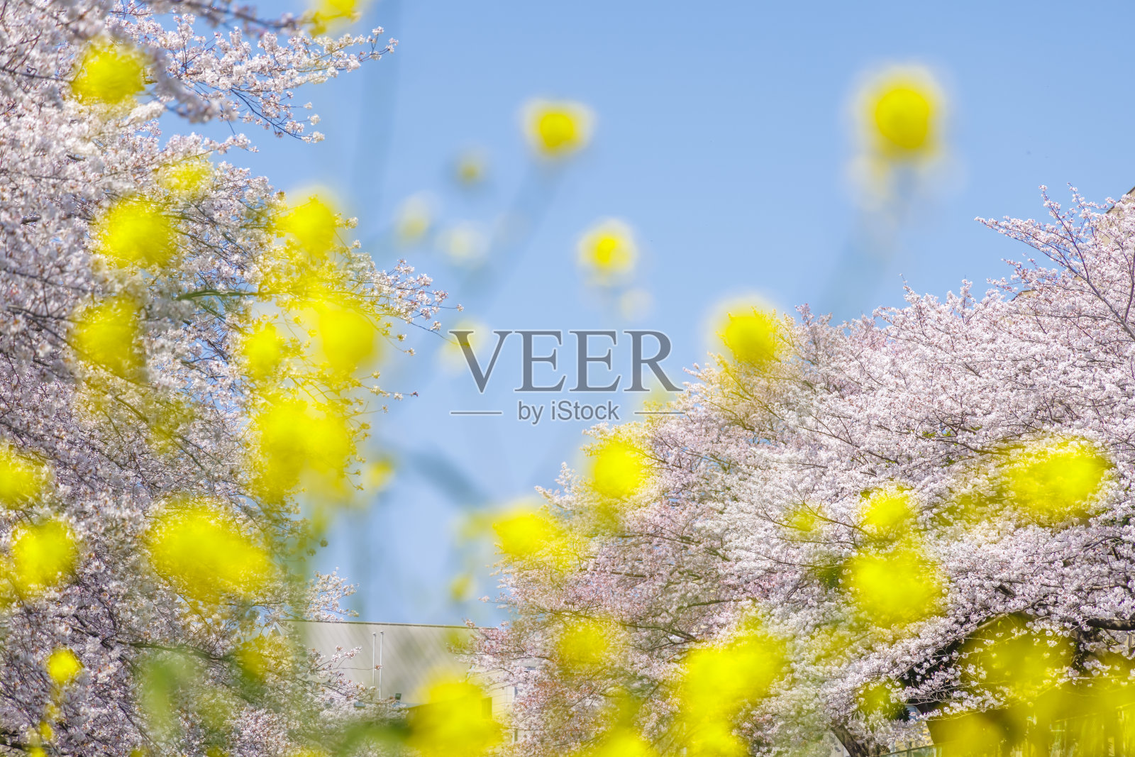 樱花树和油菜花盛开在北九州市,福冈县的Shii河边照片摄影图片