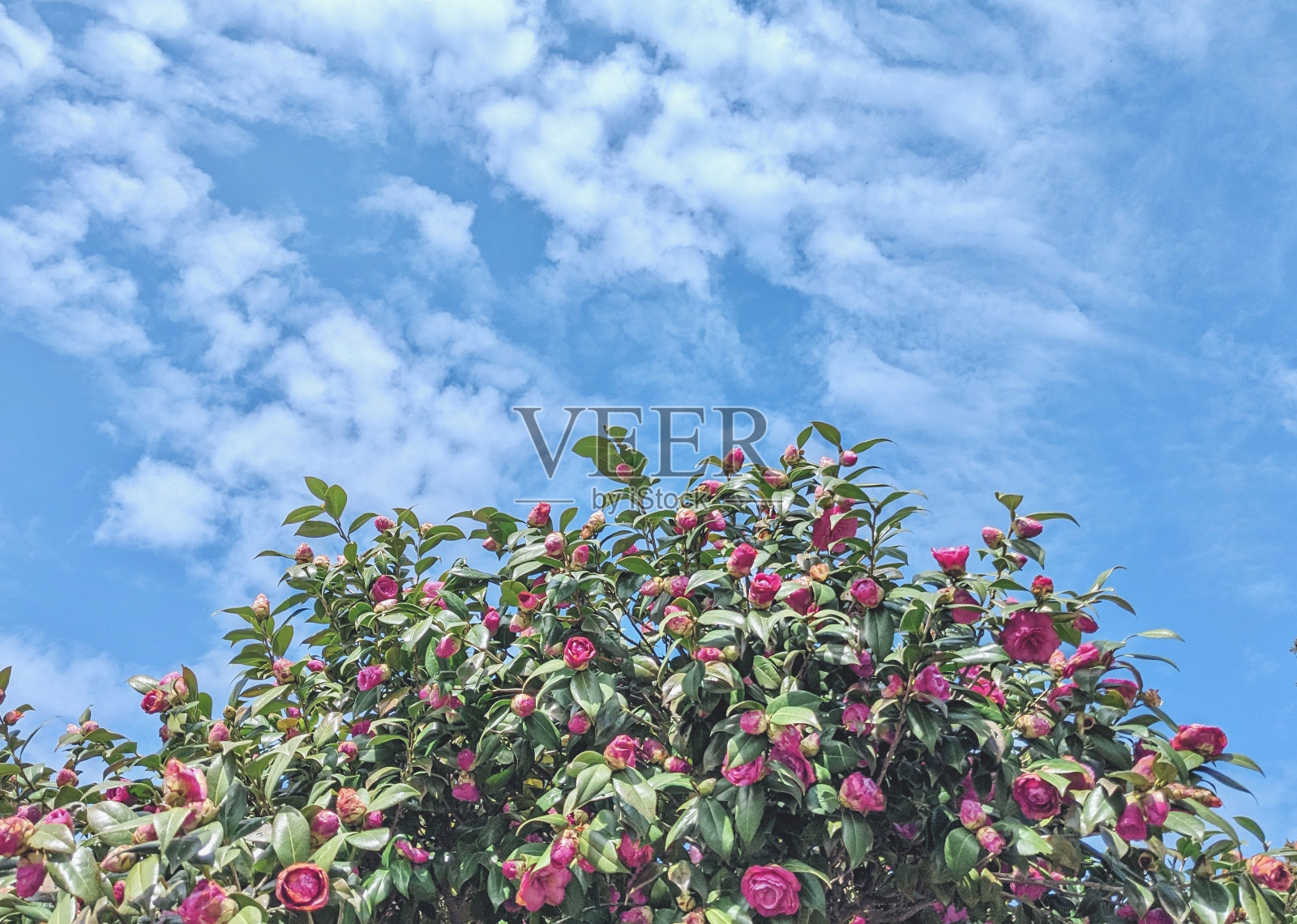 山茶花在蓝天的映衬下盛开。照片摄影图片