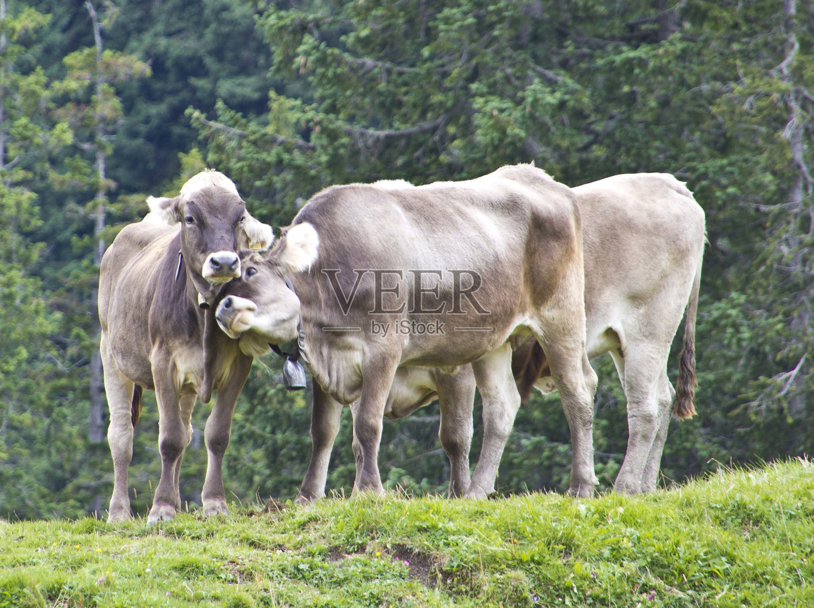 白天在山上的牛照片摄影图片