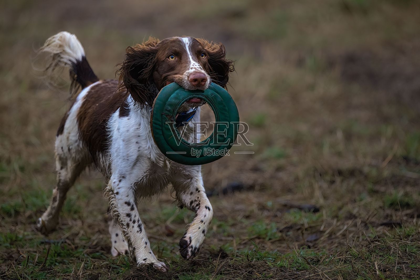 可爱的棕色和白色施普林格西班牙猎犬,嘴里叼着一个绿色的玩具。照片摄影图片