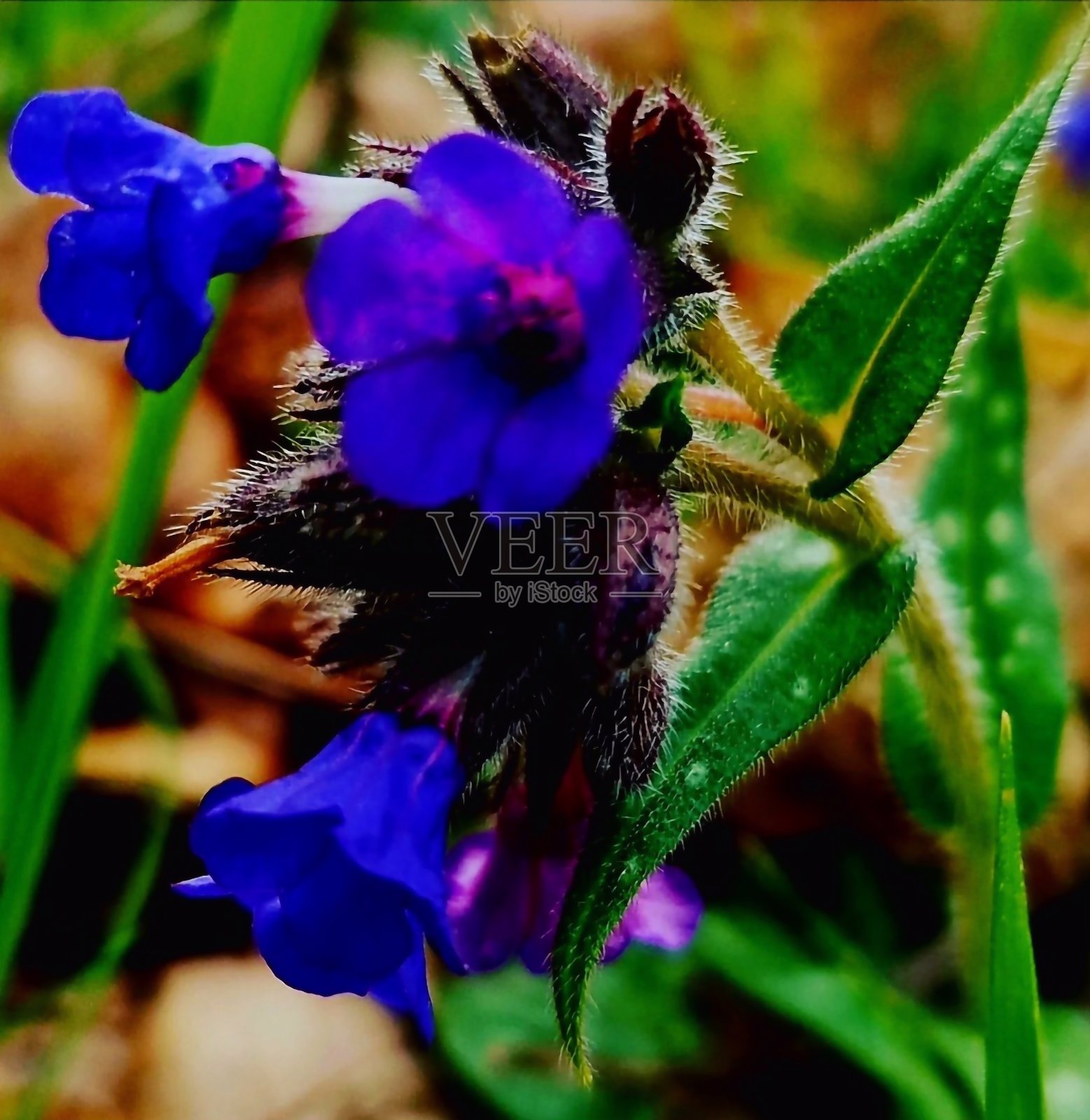 春天树林里的蓝色花朵照片摄影图片