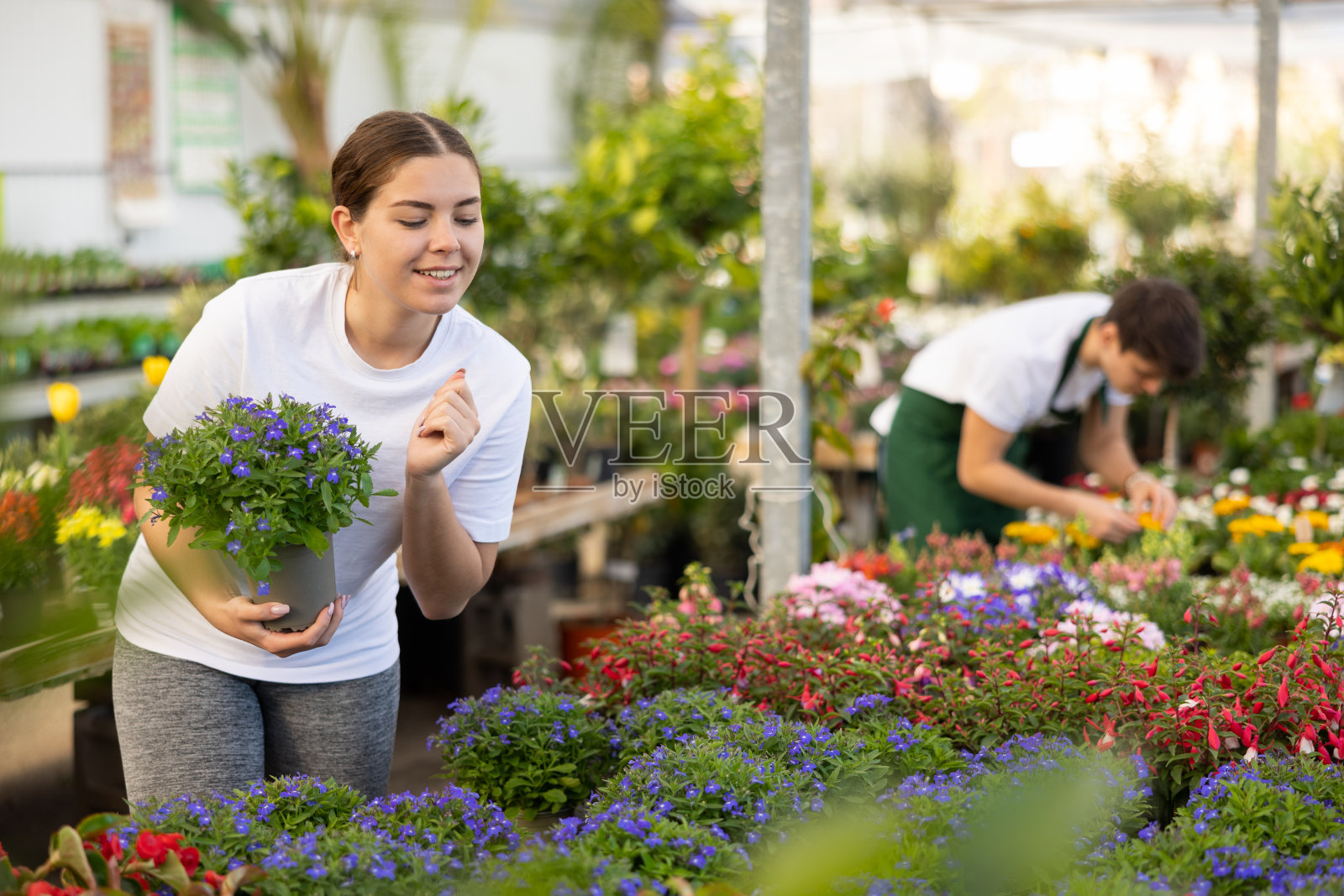 微笑的年轻女孩选择盆栽边半边莲在温室照片摄影图片
