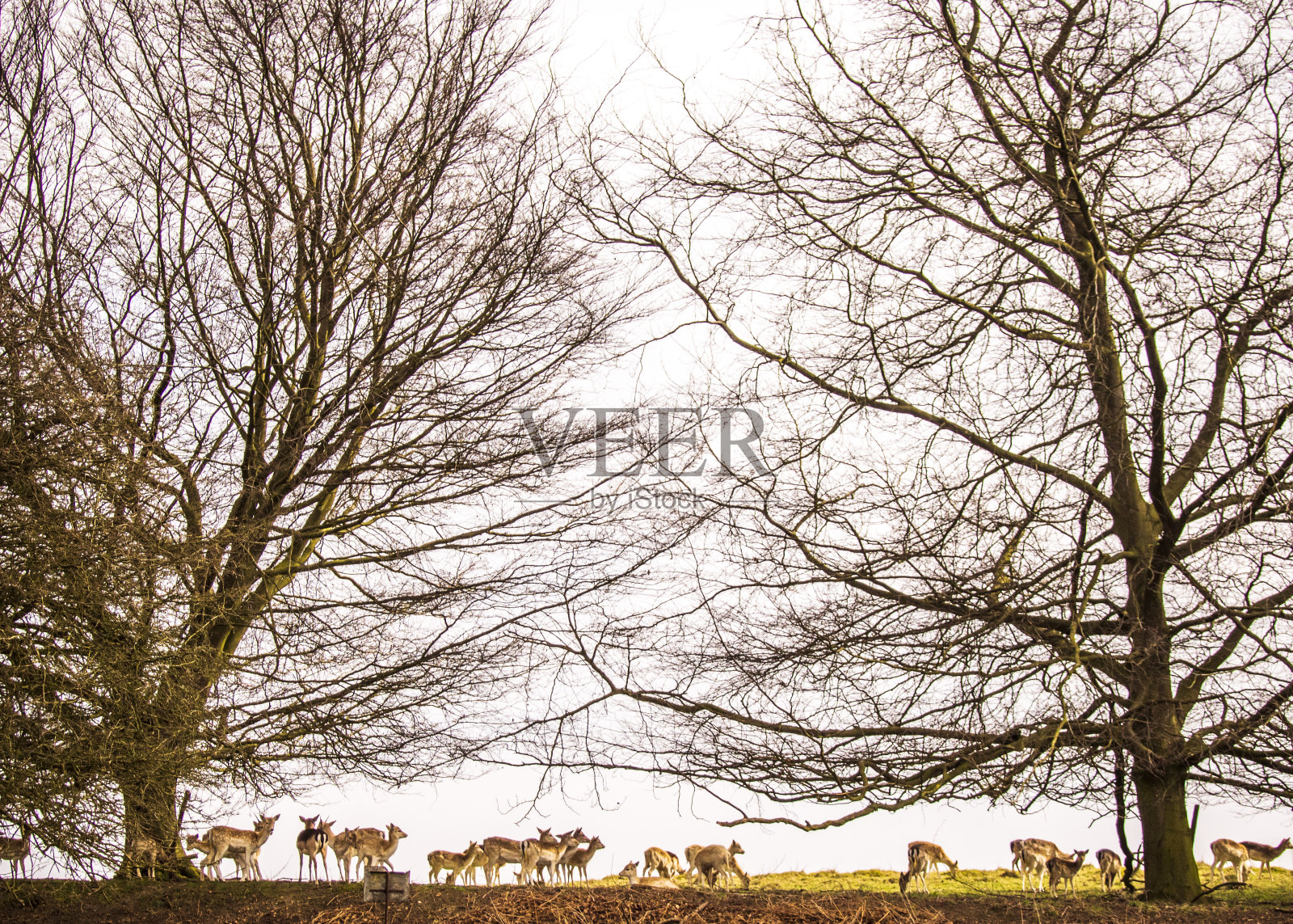 克诺尔公园,七橡树照片摄影图片