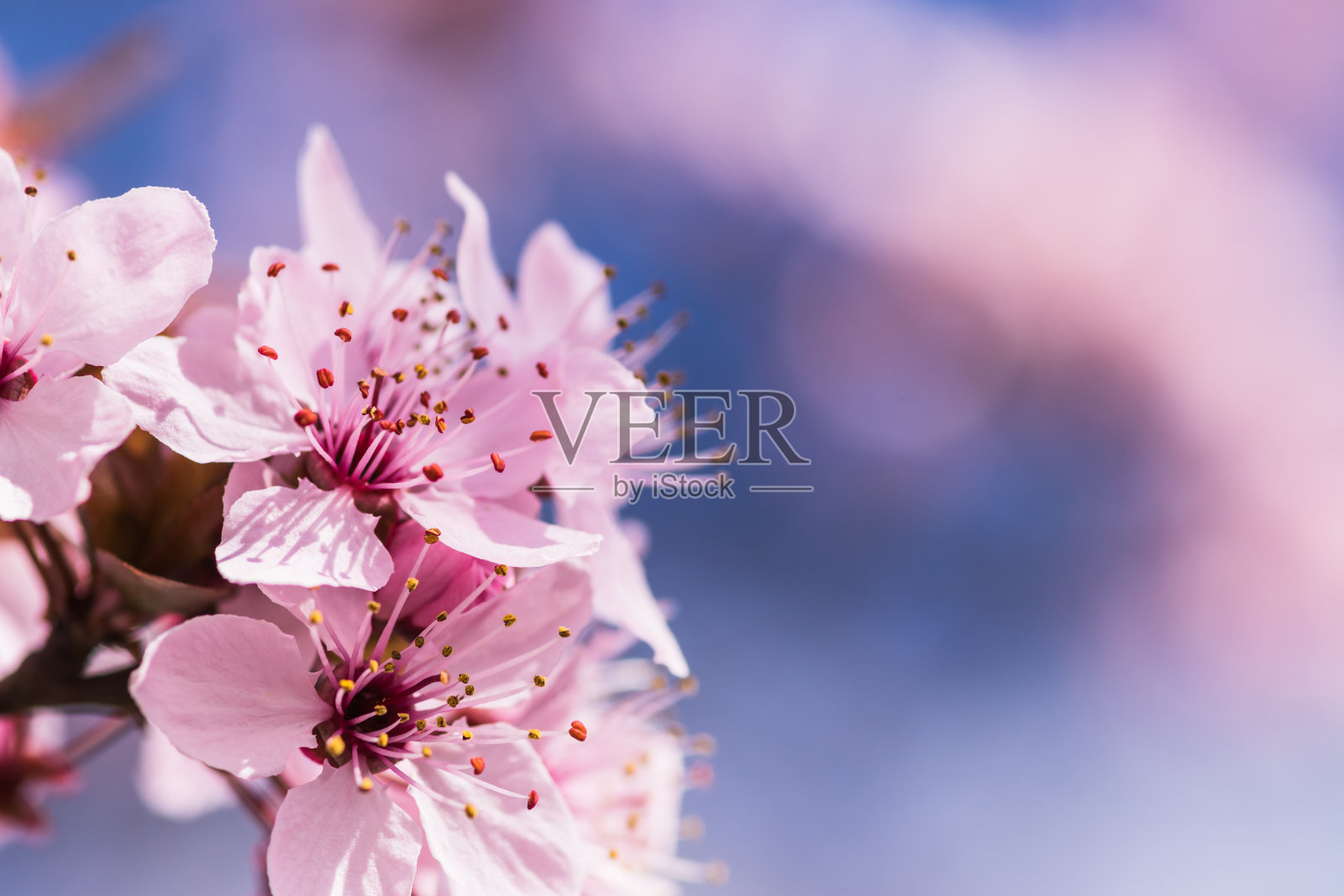 在早春盛开娇嫩的粉红色花朵。樱桃李,科:蔷薇科。阳光明媚的日子里,以蓝天为背景的樱花枝。照片摄影图片
