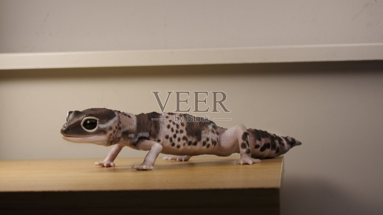 蜥蜴照片摄影图片