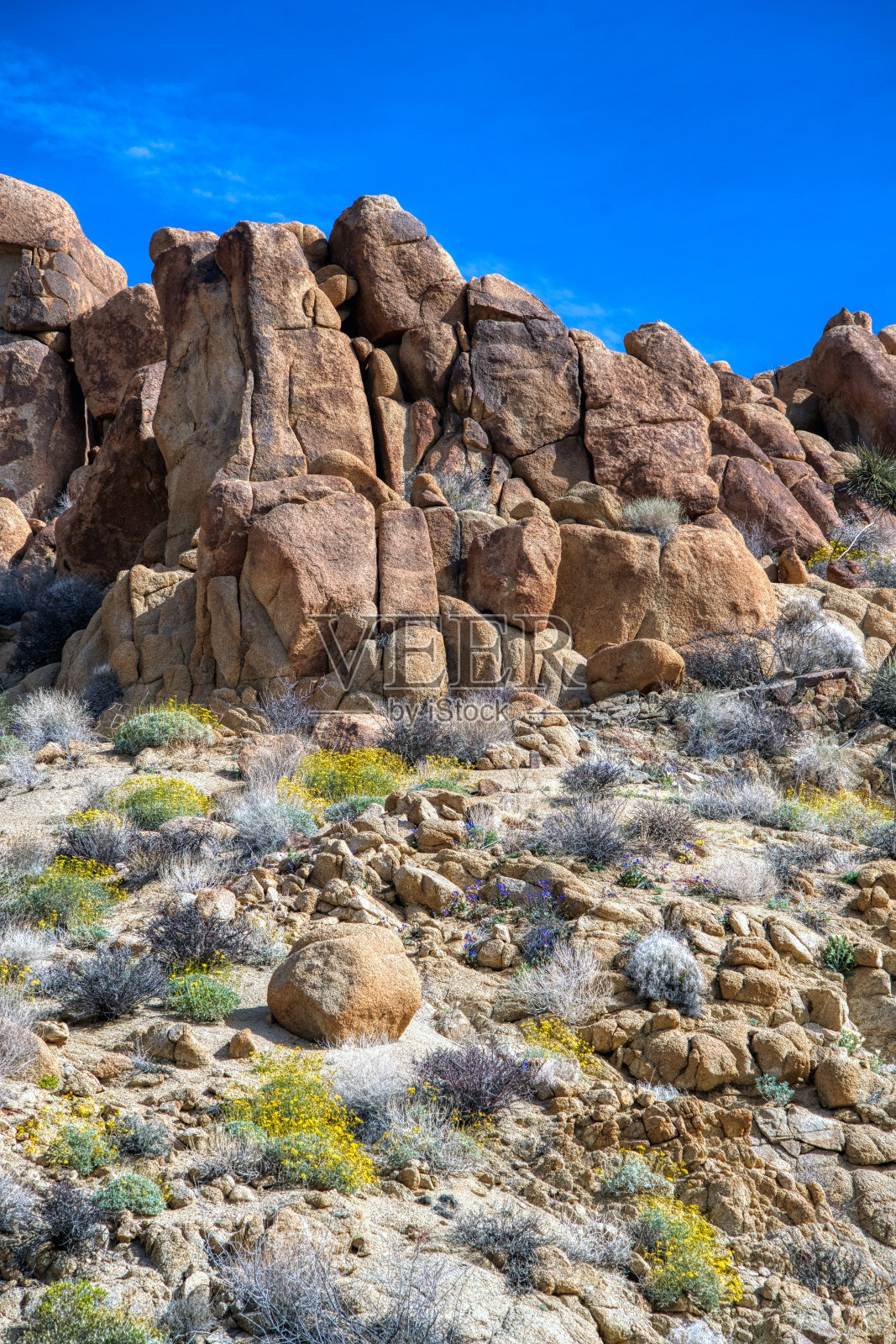 野花盛开照片摄影图片