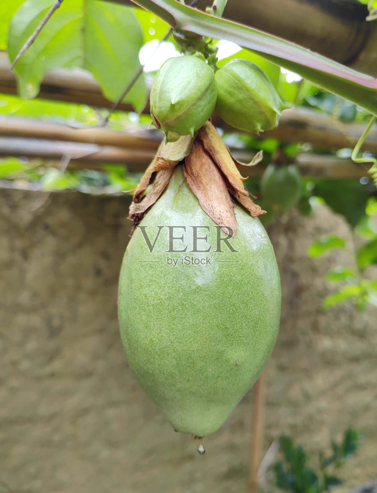 百香果照片摄影图片