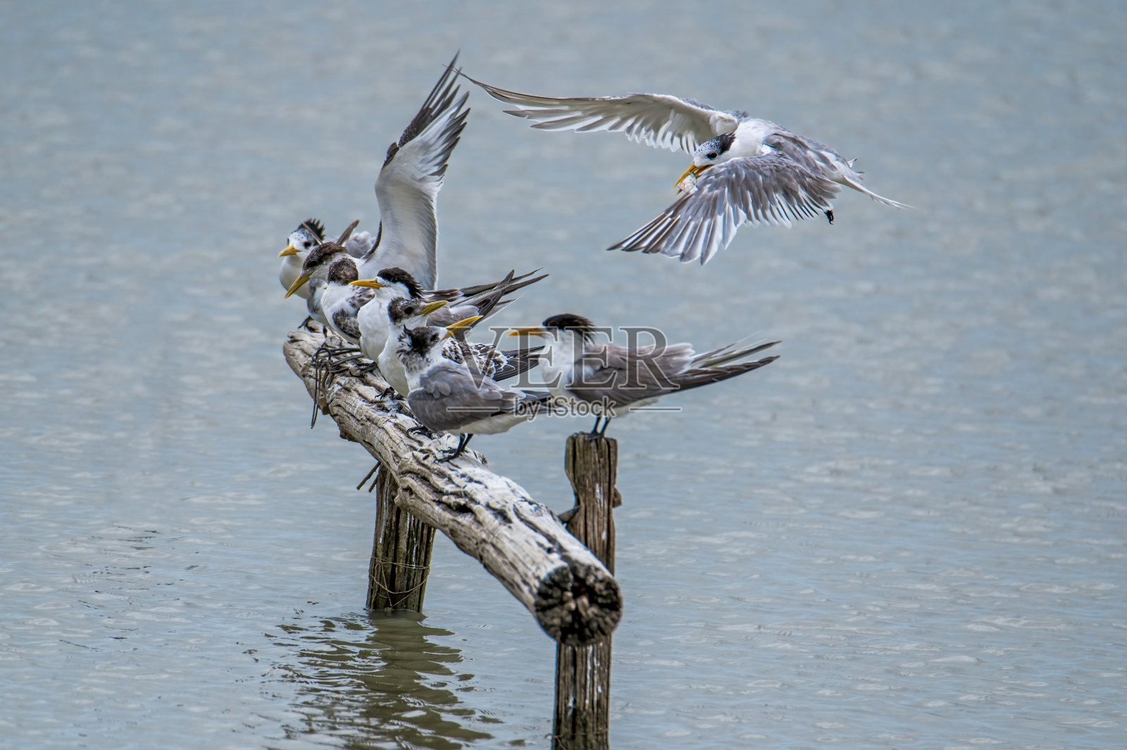 凤头燕鸥正在吃鱼(Thalasseus bergii)照片摄影图片