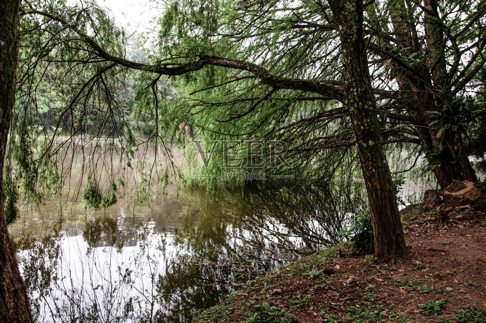 晨雾笼罩着森林里的湖泊照片摄影图片