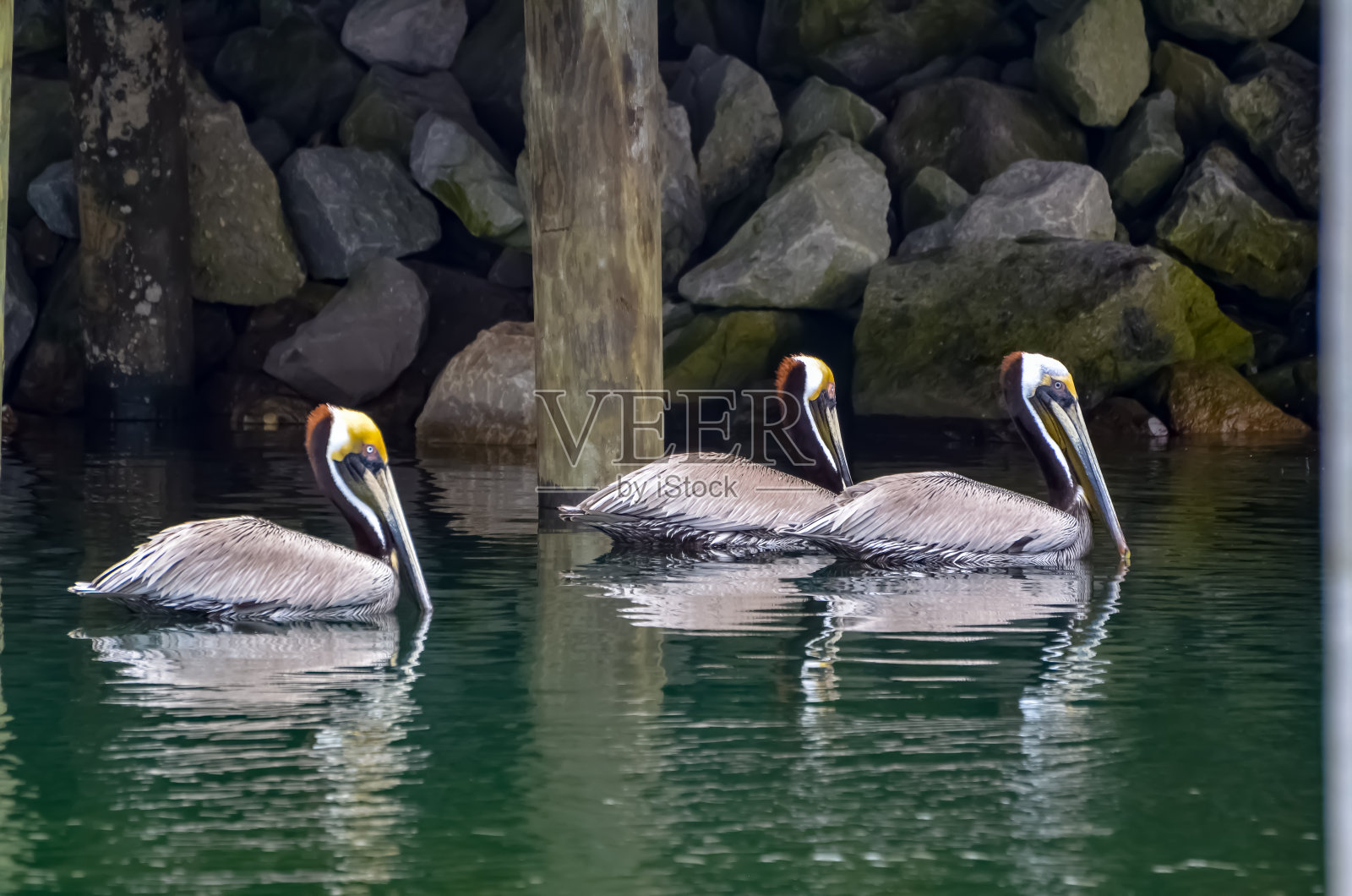 海岸野生动物-鹈鹕照片摄影图片