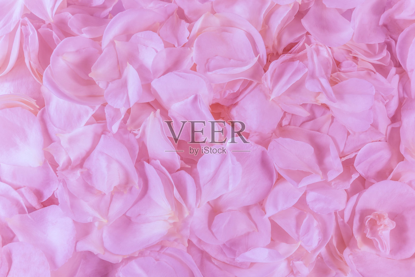 粉红色的玫瑰花瓣背景。照片摄影图片