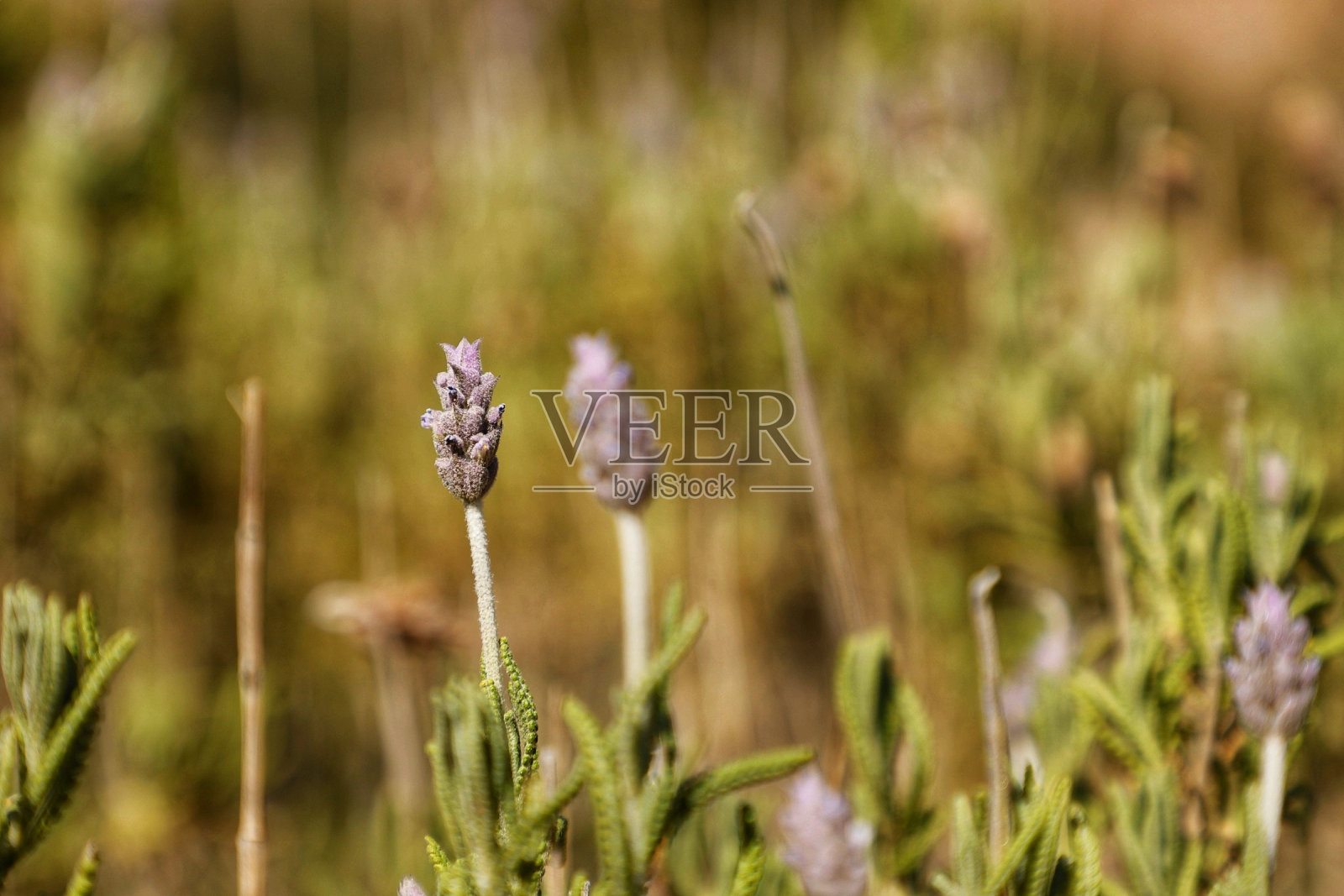 特写的薰衣草花盛开在春天照片摄影图片