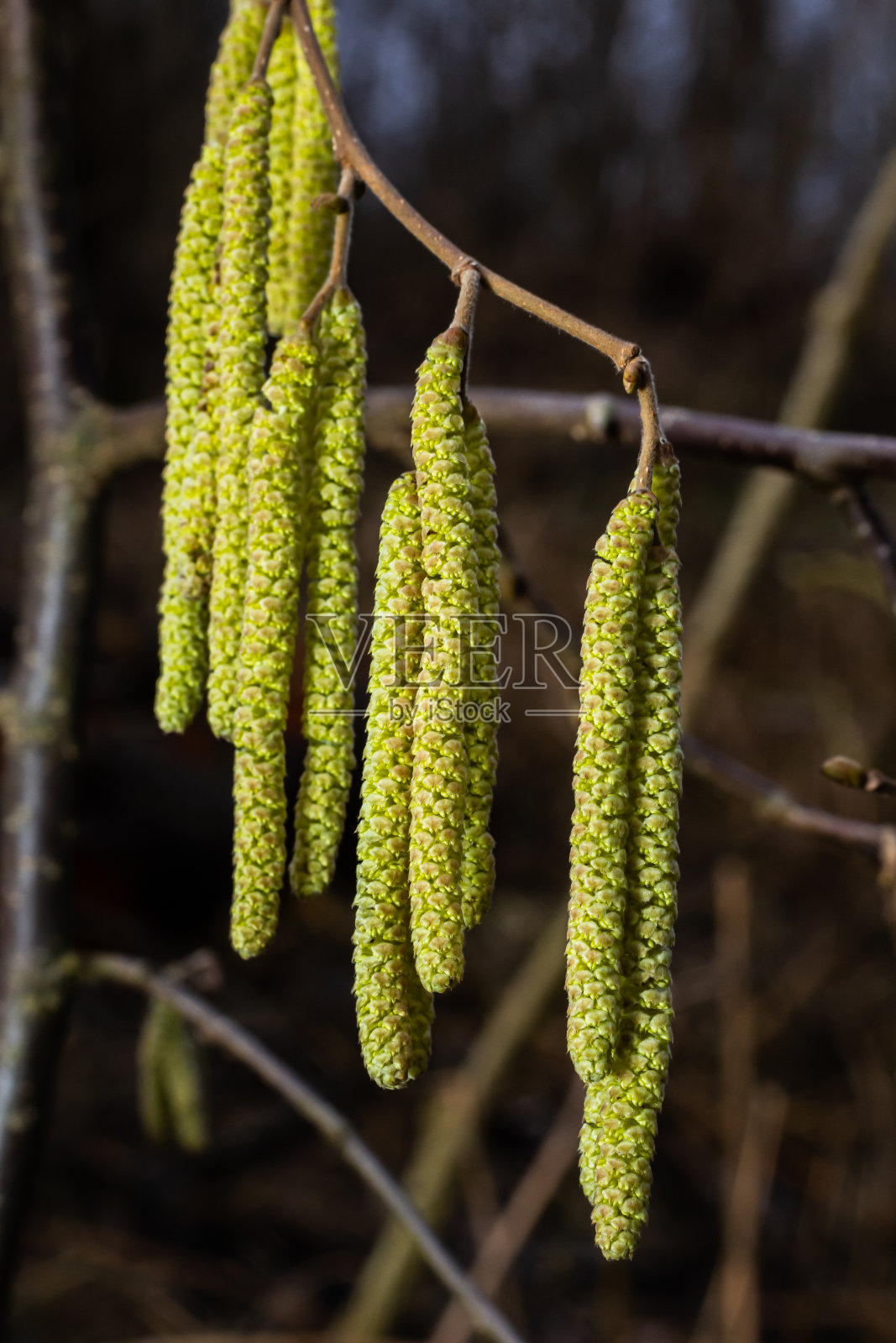 常见的榛,春天在森林里开花照片摄影图片