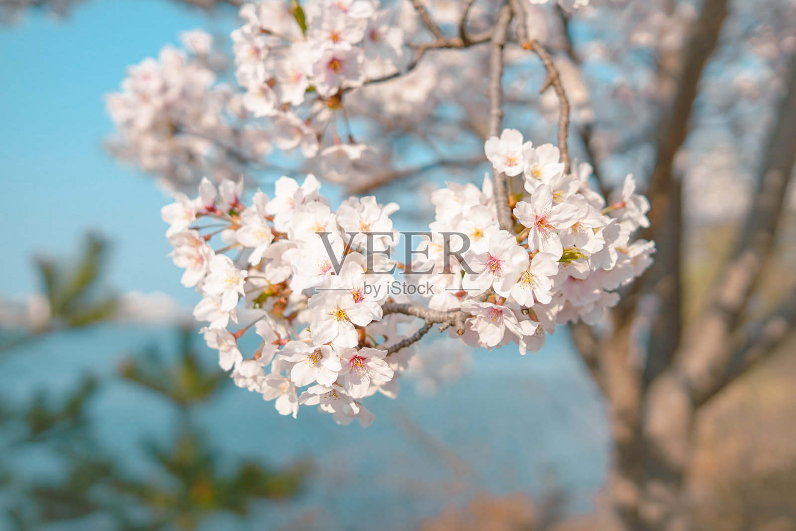 娇嫩的粉红花朵照片摄影图片