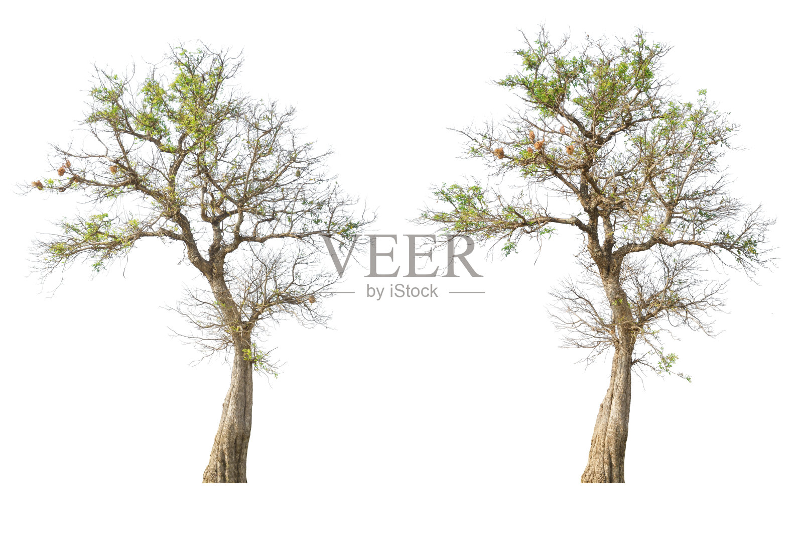 树。照片摄影图片