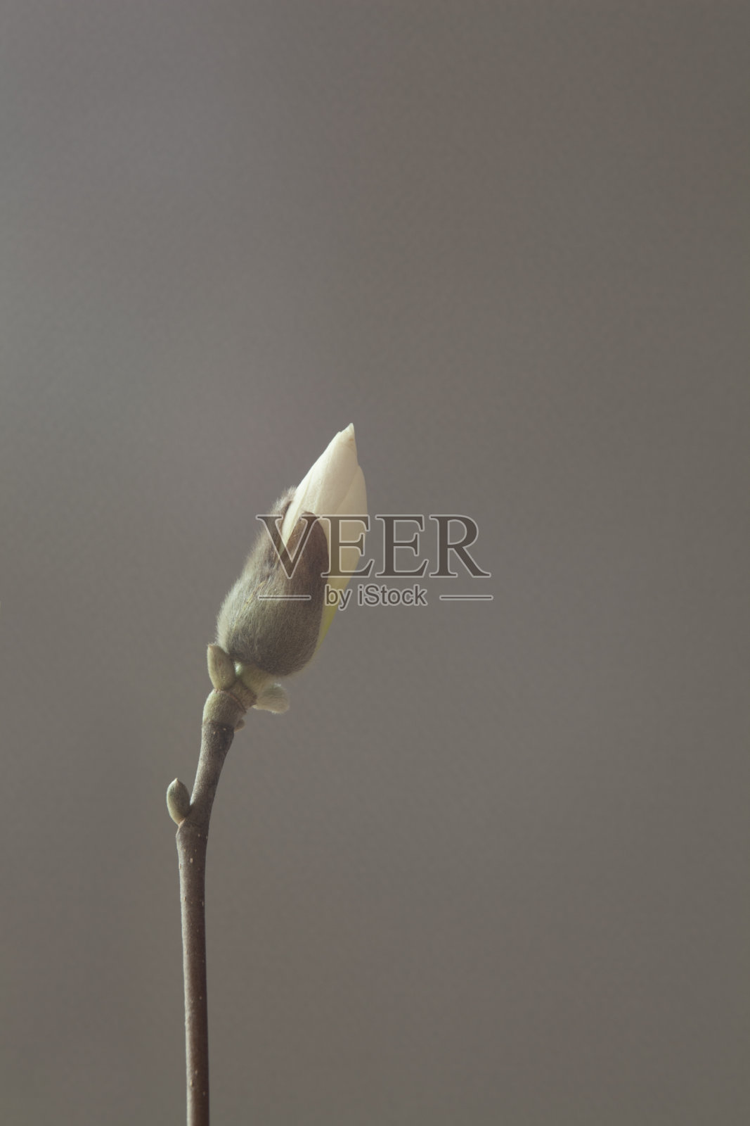 我能感觉到长着嫩芽的木兰树在等待照片摄影图片