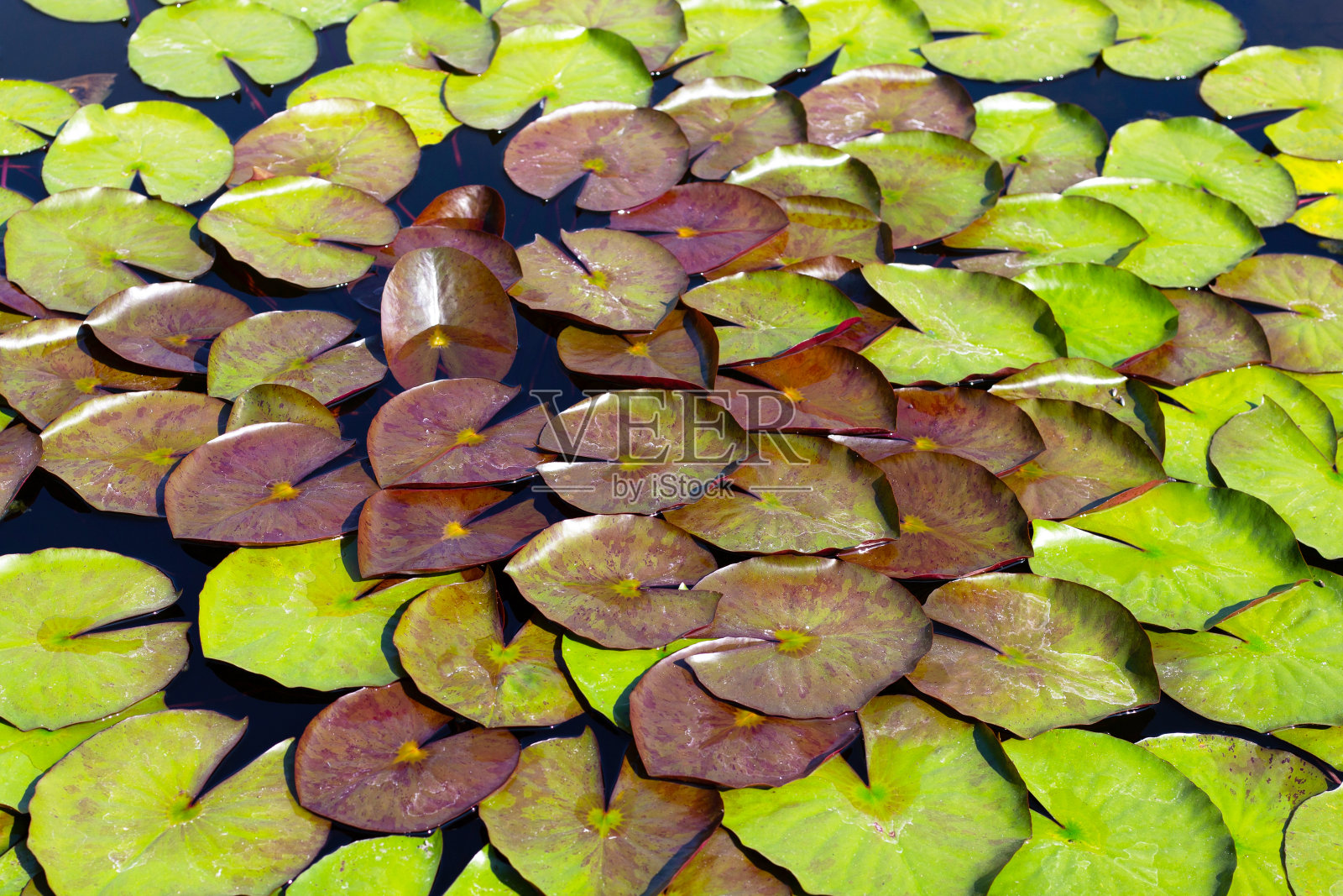 美丽的睡莲荷叶,睡莲盆照片摄影图片