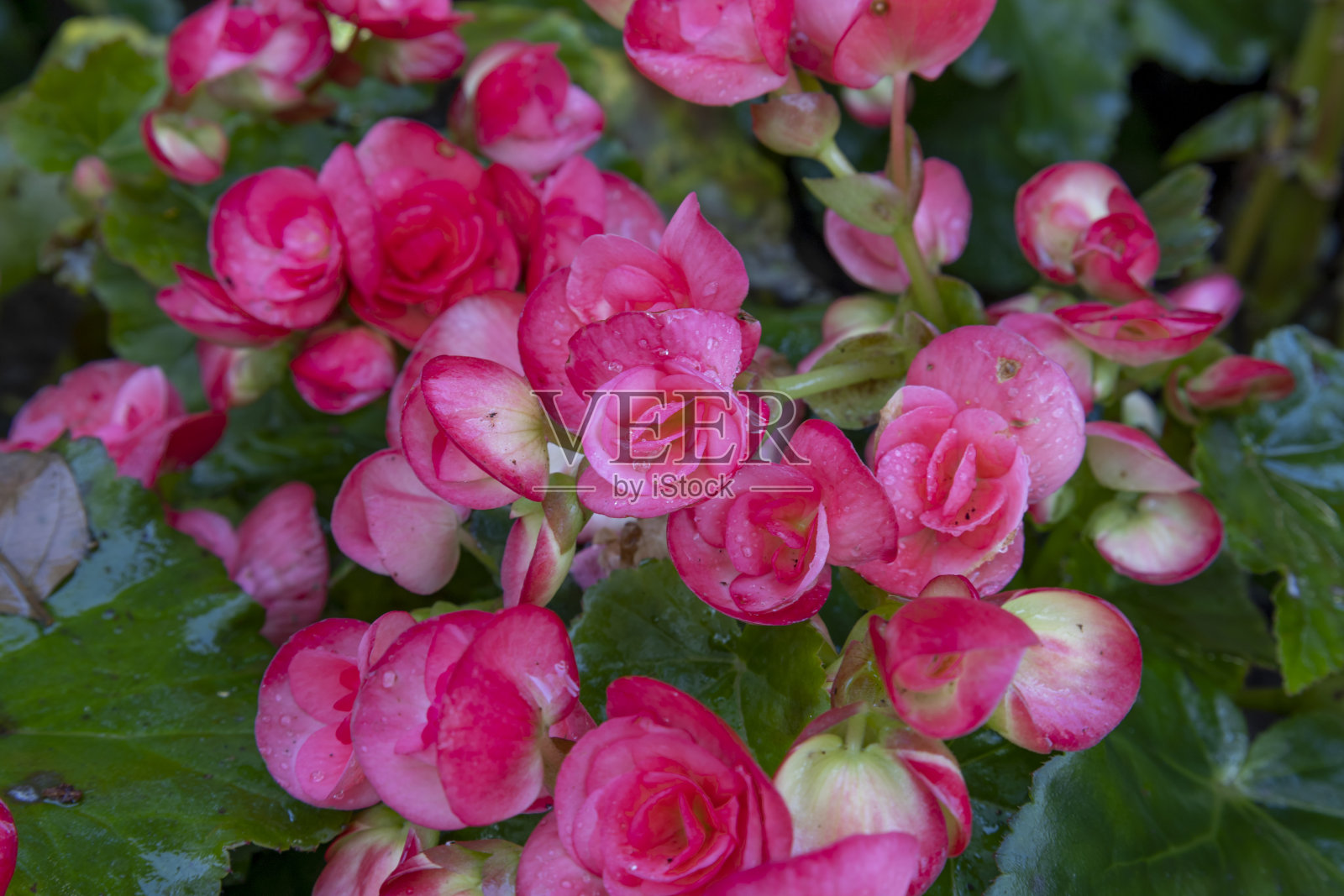 粉红色的秋海棠在花园里盛开照片摄影图片