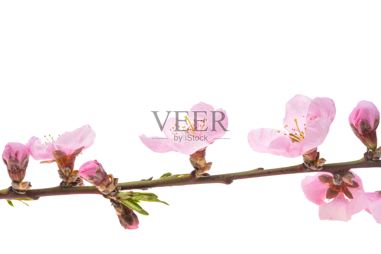 樱枝孤立照片摄影图片