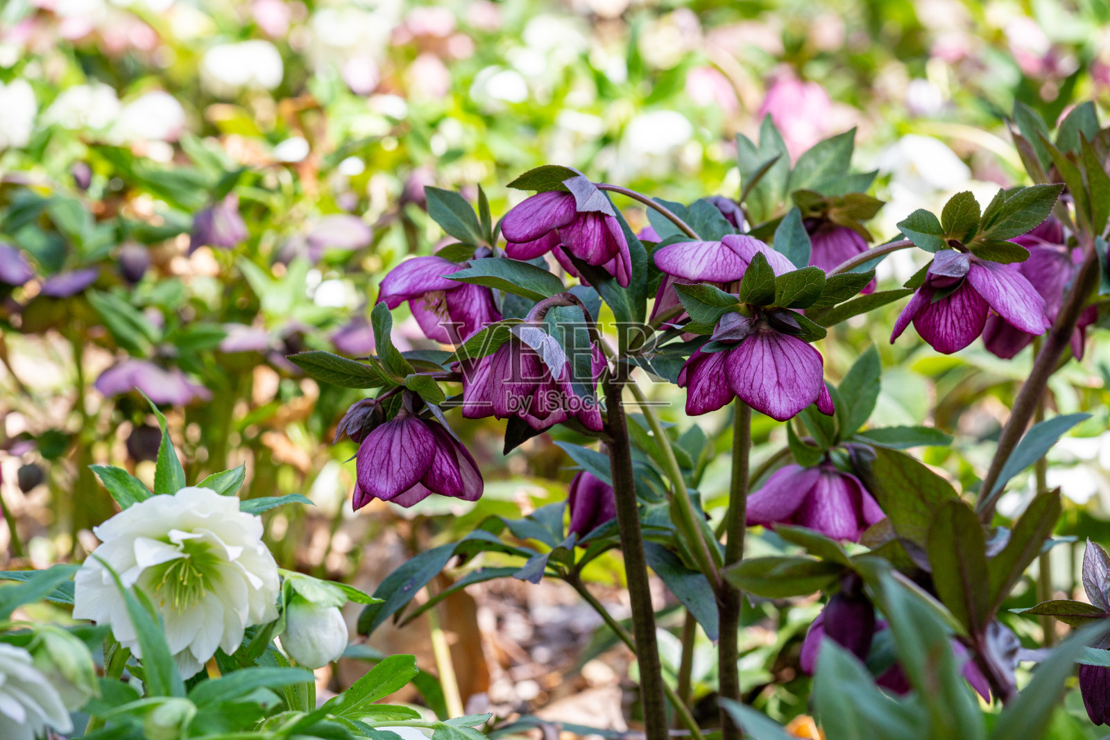 早春花园里盛开的紫色嚏根草花。照片摄影图片