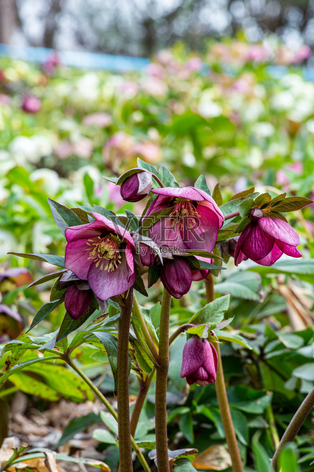 早春花园里盛开的紫色嚏根草花。照片摄影图片