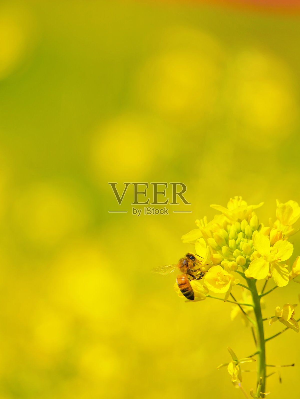 一只叫波利内塔蜜蜂的昆虫栖息在黄色背景的甘蓝型油菜花上。照片摄影图片