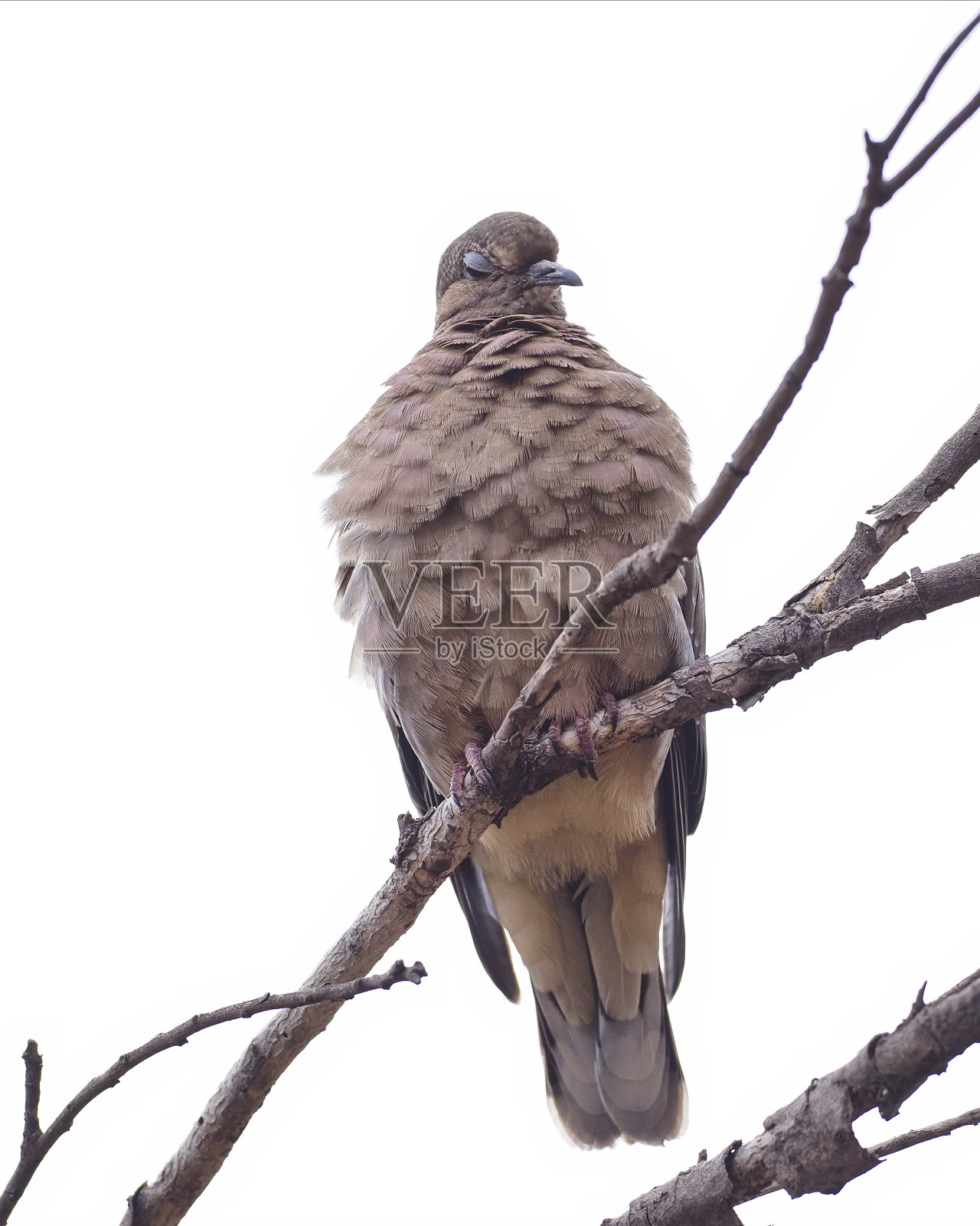 一只耳鸽栖息在一根老树枝上照片摄影图片