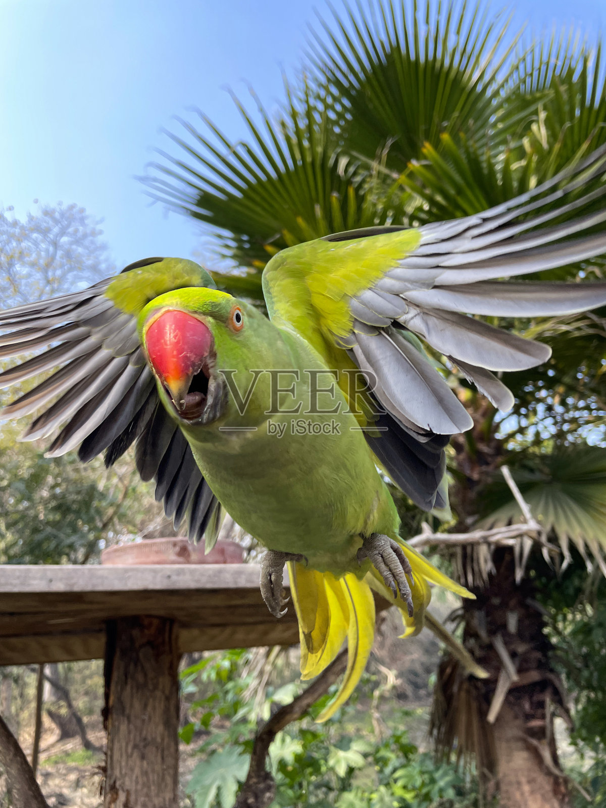 图像野生绿色印度环颈鹦鹉攻击与喙开放,正面行动拍摄的绿色鸟准备咬它的猎物照片摄影图片